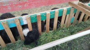 Кормушка и поилка для овец, 100% готовность загона.