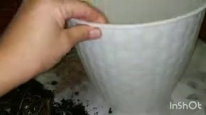 Пересадка Монстеры Сильтепикана#orhids #монстера#обзорорхидей #обзорцветов