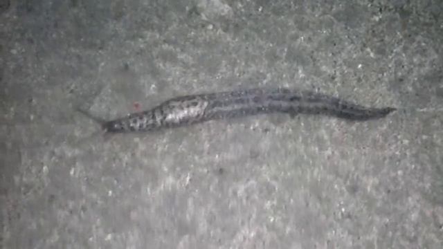 что за чудо животное я видел horror! what a miracle I saw the animal смотреть онлайн