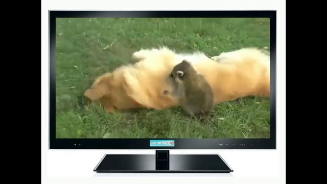 ПРИКОЛЫ С ЖИВОТНЫМИ: ВЕСЕЛАЯ ЖИЗНЬ ЕНОТА!!! смотреть онлайн