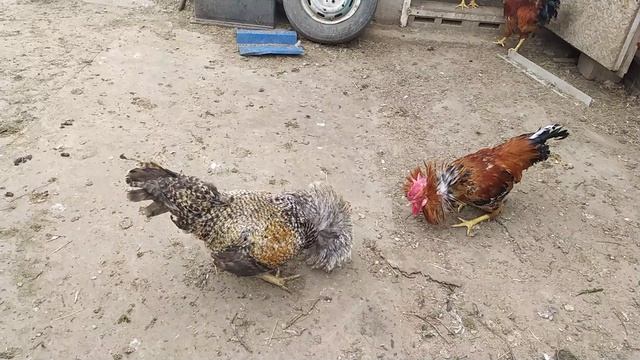 петушинный бой смотреть онлайн