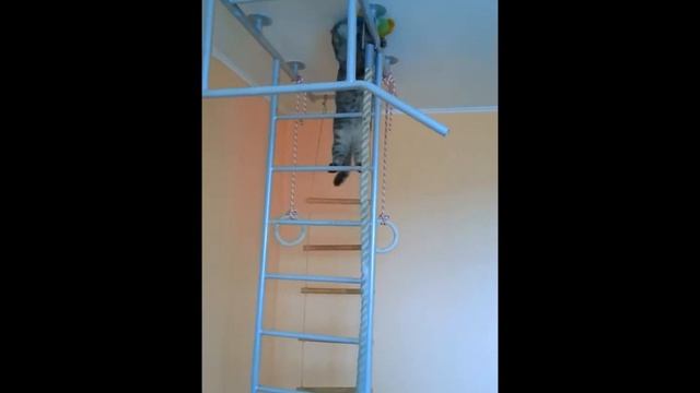 Кот лезет на лестницу :) смотреть онлайн