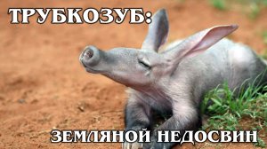 ТРУБКОЗУБ: Африканский «землекоп» строит лучшие дома | Интересные факты про трубкозуба и животных