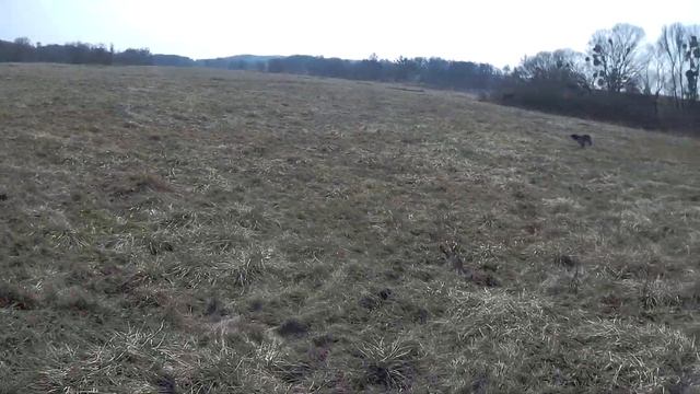 Натаска спаниеля по куропатке и челнок "Русский охотничий спаниель" "РЕЙ" смотреть онлайн