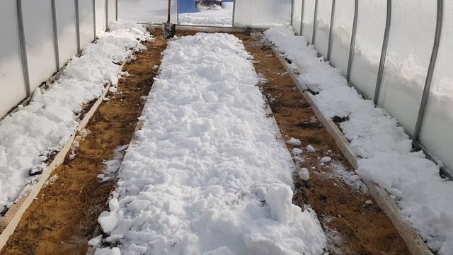 Теплица зимой. Надо ли открывать двери и забрасывать снег? смотреть онлайн