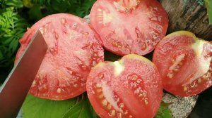 Томат ВОЛОВЬЕ СЕРДЦЕ ПОЛОСАТОЕ для теплиц и открытого грунта.