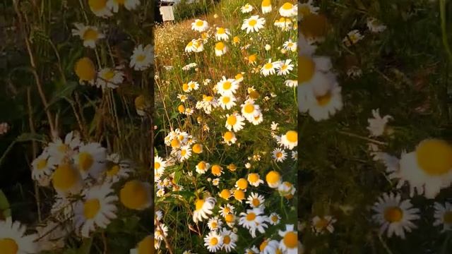 Ромашка аптечная!Как растёт ромашка в природе? смотреть онлайн