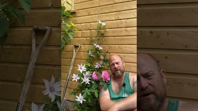 Climber Gertrude Jekyll from @david_austin_roses #gardenerben смотреть онлайн