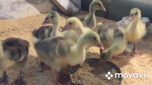 Холмогорские гуси Гуси Холмогоры