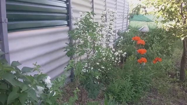 02 июня 2018 Жасмин Чубушник гибридный Virginial махровый