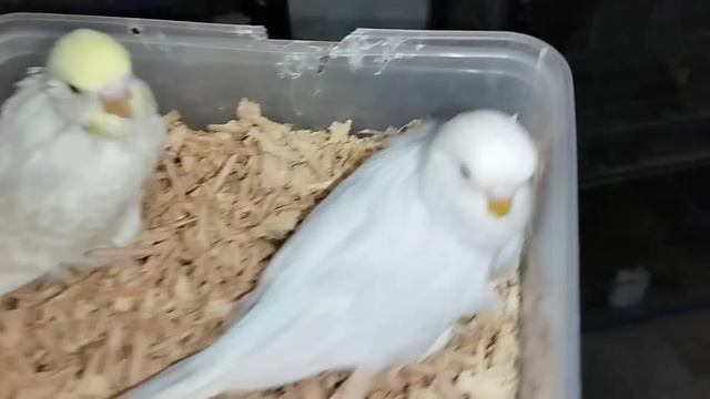Lovebird Mutation aur Java Ka Behtreen Setup Albino Aur Crimino ki Booking Start in Urdu смотреть онлайн