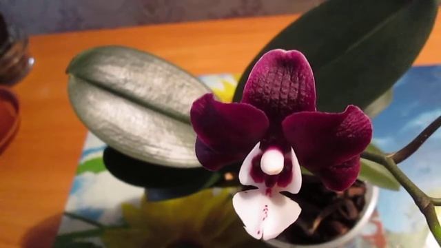 Первое домашнее цветение фаленопсиса "Kaoda Twinkle" смотреть онлайн