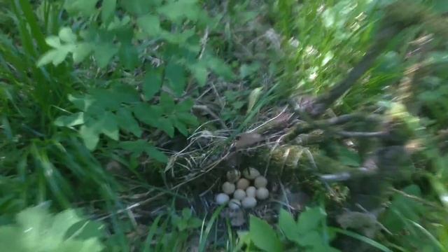 На участке "Восточный" 15. Глухая тайга смотреть онлайн