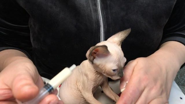Показываю?чем и как прикармливаю маленького котёнка ?который отказывается кушать сам смотреть онлайн