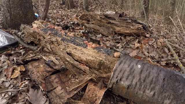 Лесная кормушка для птиц смотреть онлайн
