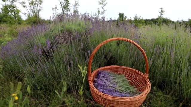 Лаванда и чабрец. Земля разбудила по травы. смотреть онлайн