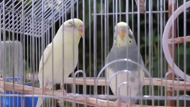 Учим попугая говорить ПРИВЕТ смотреть онлайн
