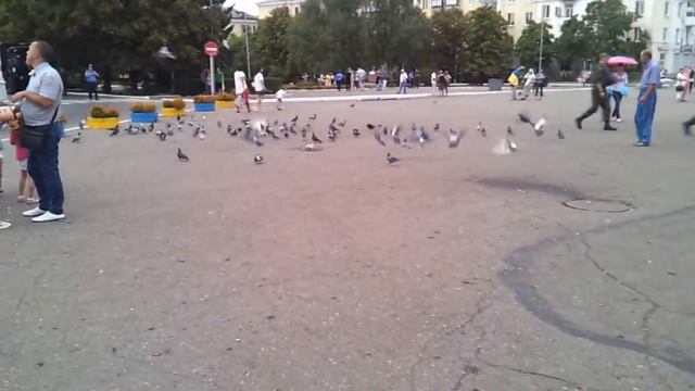 Голубей больше чем людей на празднике Независимости! смотреть онлайн