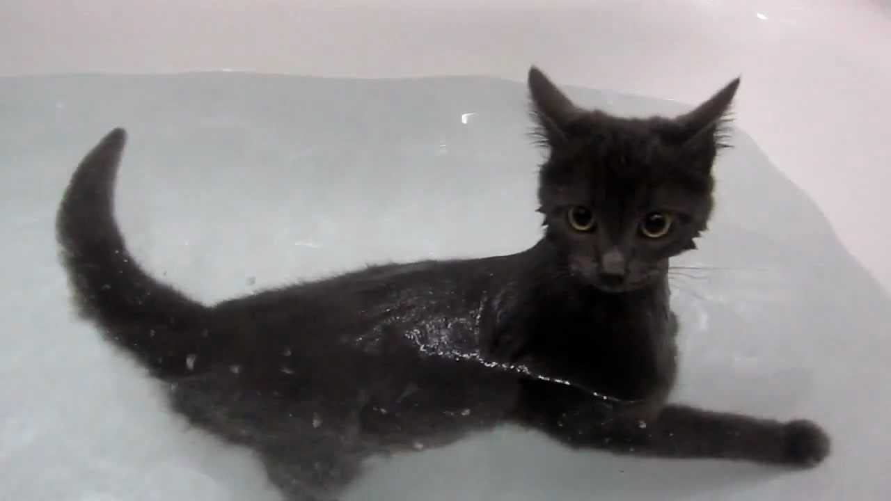 Swimming cat (Водоплавающий кот) смотреть онлайн