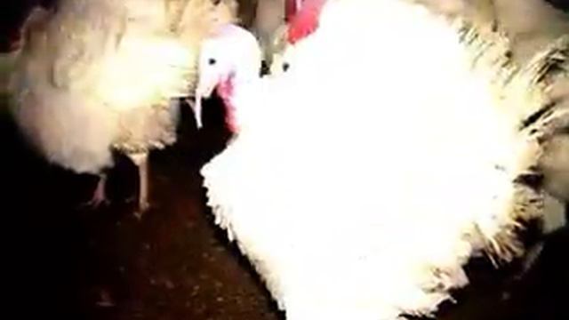 Выращивание индеек кросса Харьковский 56