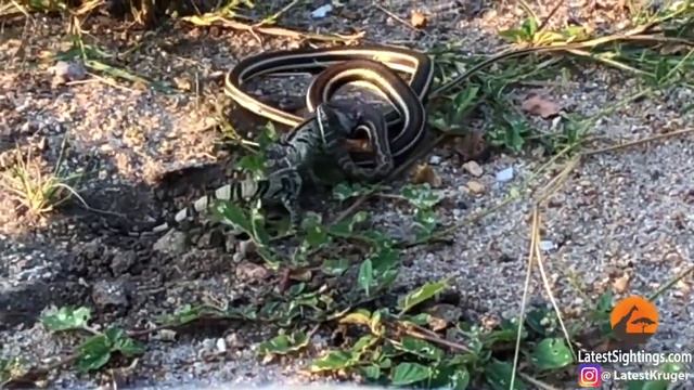 Смертельная схватка змеи против ящерицы / Snake Vs Lizard Deadly Fight