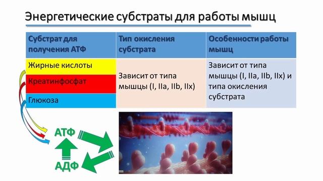 Энергетический дефицит у спортсменов: пути коррекции смотреть онлайн