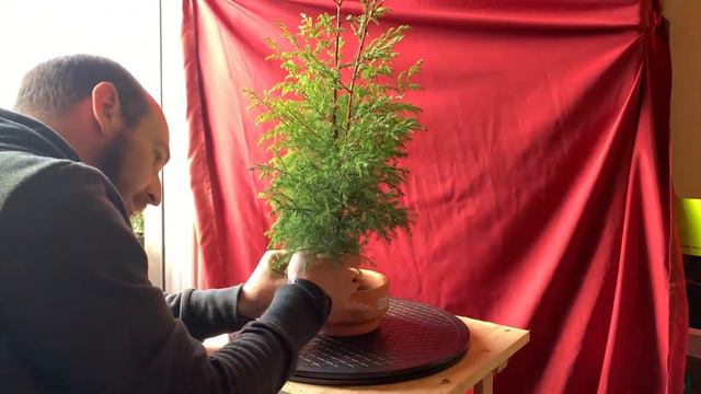 Thuja Occidentalis Bonsai from seed - April 2019 - Small Balcony Bonsai смотреть онлайн