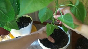 ??МИРАБИЛИС  (НОЧНАЯ КРАСАВИЦА )  пересадка в домашних условиях