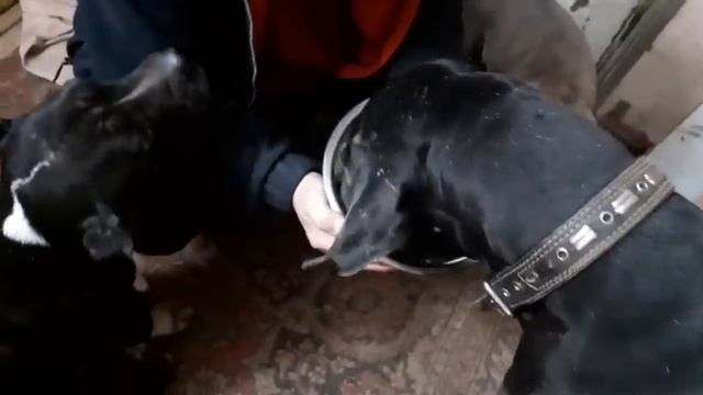 ДВОЙНАЯ РАСПАКОВКА посылки из Казахстана! Подарки продлевают жизнь!!! Огромное спасибо от приюта!!! смотреть онлайн