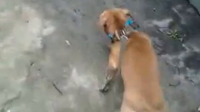 питбультерьер смотреть онлайн