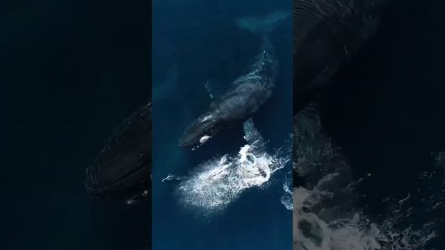 Огромный Горбатый кит и тихоокеанские белобокие дельфины. смотреть онлайн