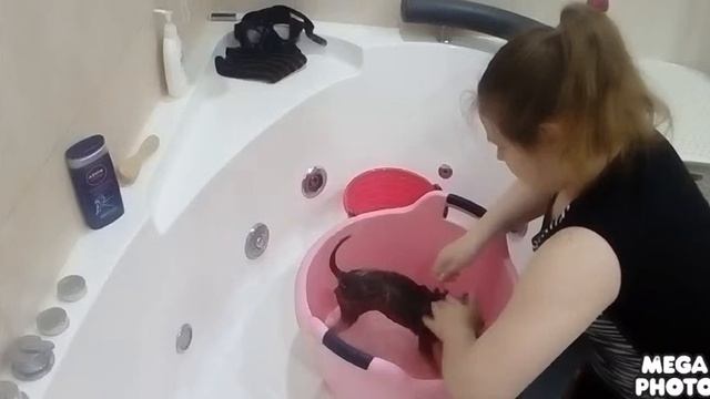 Уход за собакой. Чихуахуа Арчи. Купаемся,чистим зубки.°_° смотреть онлайн