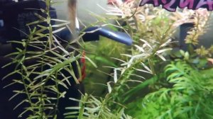 Креветки амано в моём аквариуме. Уход и содержание.