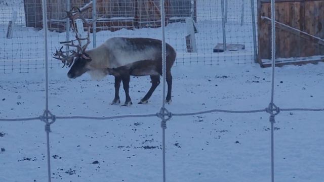 Santa Claus's Reindeers | North Pole, Alaska | Северные Олени Санты Клауса на Северном Полюсе смотреть онлайн