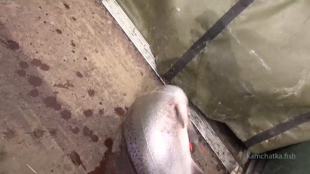 Рыбалка на Камчатке видео - ловля чавычи часть 2 смотреть онлайн