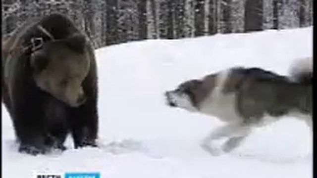 Карелия. Лайки