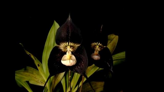 Dracula orchids (Дракула)... смотреть онлайн
