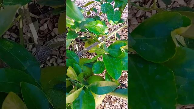 Fall is in the air and the citrus is getting ripe смотреть онлайн