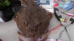 Три полуграции :)