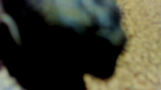 Определить пол у черепах смотреть онлайн