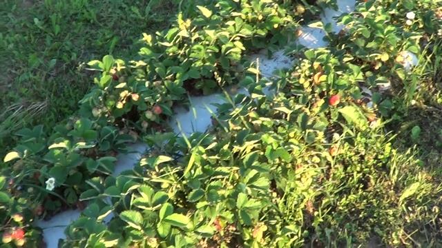 ЧЕМ ОТЛИЧАЮТСЯ ОРГАНИЧЕСКИЕ ПОДКОРМКИ ДЛЯ КЛУБНИКИ смотреть онлайн