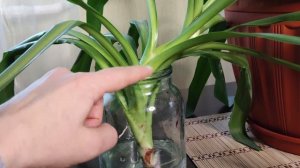 ЮККА: обрезка и размножение. Обработка среза, укоренение черенков, посадка