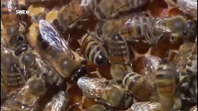 Biene | Ich Kenne Ein Tier | SWR Kindernetz