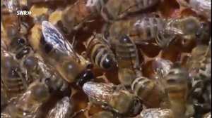 Biene | Ich kenne ein Tier | SWR Kindernetz