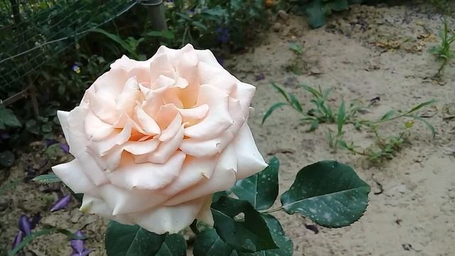 роза Амнезия. смотреть онлайн