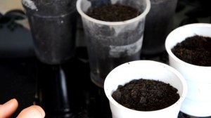 Посадка ранункулюса или азиатского лютика