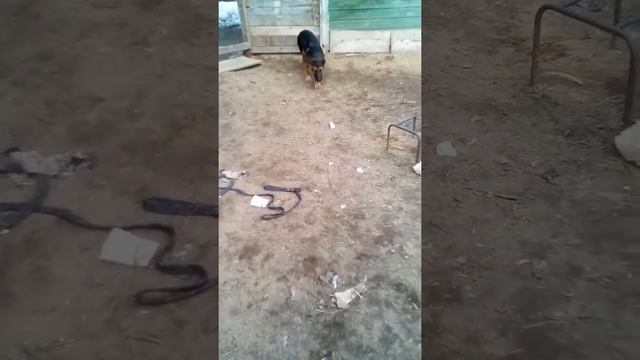 Рекс немецкая овчарка пока ещё учиться смотреть онлайн
