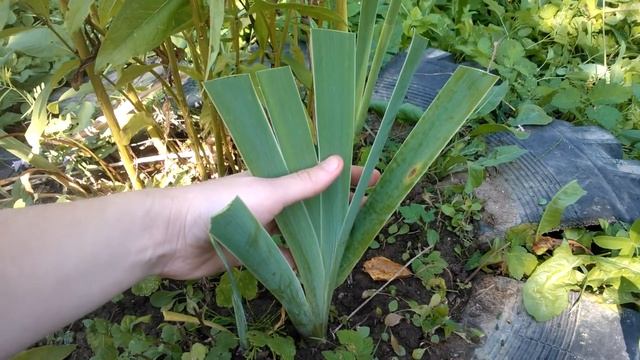 Обрезка ирисов смотреть онлайн