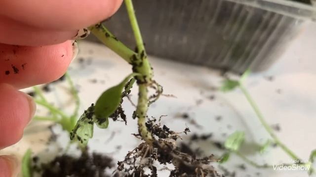 Пикировка корневого СЕЛЬДЕРЕЯ. ОЧЕНЬ ВАЖНЫЙ МОМЕНТ!!!!!!! смотреть онлайн