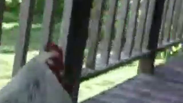 what the heck? rooster on my deck! смотреть онлайн
